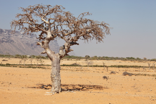 myrrh tree (Commiphora myrrha is a tree in the Burseraceae  family) from Socotra island