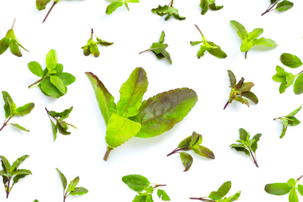istock Holy basil leaves on white background. 1473381326