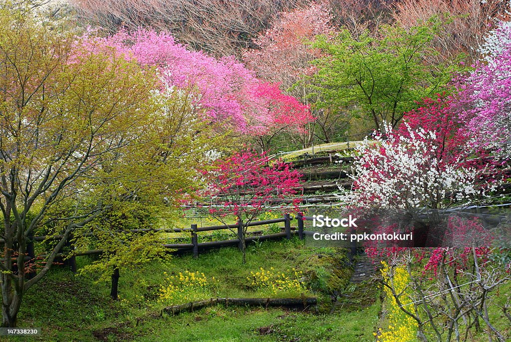 Красочный цветочный - Стоковые фото Satoyama - Scenery роялти-фри