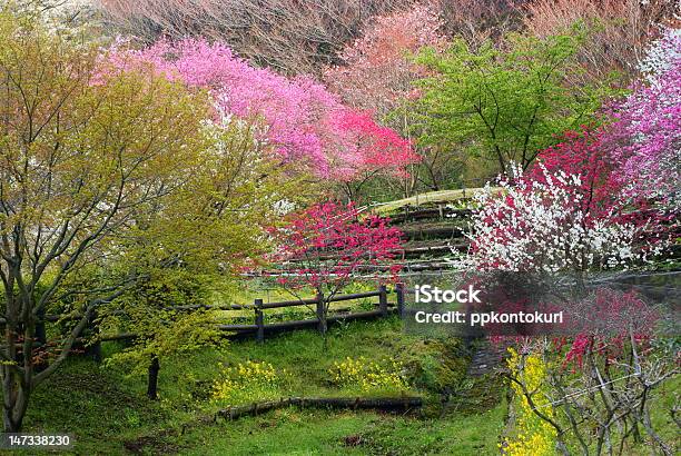 Красочный Цветочный — стоковые фотографии и другие картинки Satoyama - Scenery - Satoyama - Scenery, Без людей, Весна