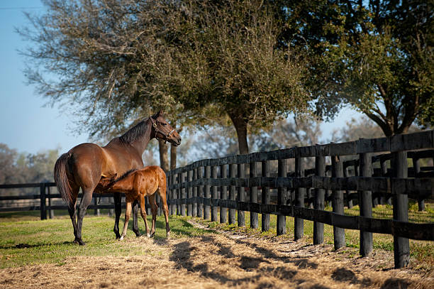istock Young Mare and Foal horse in green pasture 147338366