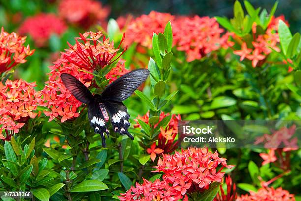 Motyl - zdjęcia stockowe i więcej obrazów Bliskie zbliżenie - Bliskie zbliżenie, Czerwony, Część ciała zwierzęcia