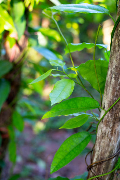 istock Tiliacora triandra leaves. Green leaf herb 1473384314
