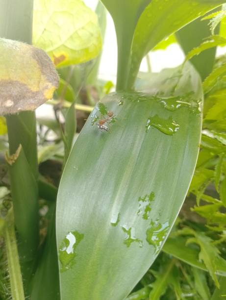 istock Green leaf theme with raindrops during the day 1473393740