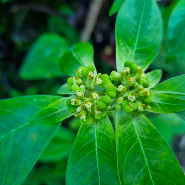 istock Euphorbia heterophylla beautiful leaves 1473396232