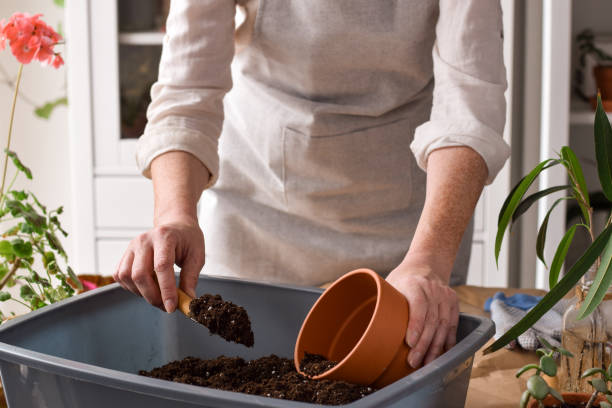 istock Woman is scooping soil into a plant pot for planting 1473396876