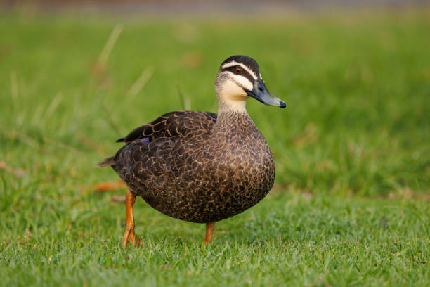 istock Pacific Black Duck, Anas supersiliosa, walking on fresh green grass 1473397529