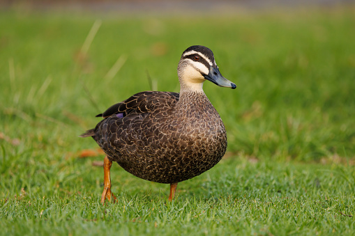 The White-Headed Duck (Oxyura leucocephala), a small and unusual diving duck.
