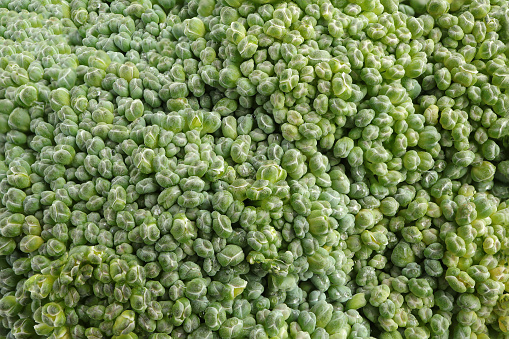 Fresh Broccoli (Brassica oleracea) vegetable detail close-up pattern texture. Fresh broccoli vegetable surface pattern.