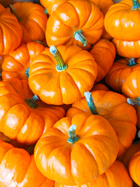 istock Organic Miniature Pumpkins 1473398305