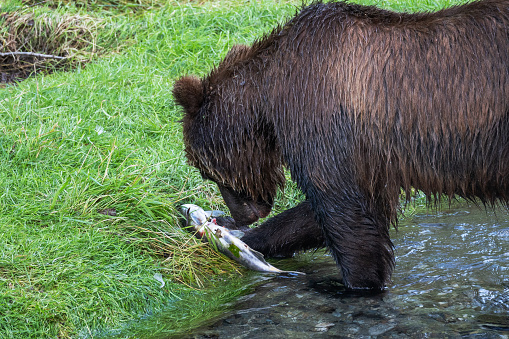 Grizzly bear fishing in the river catching spawning salmon in Hyder, Alaska.