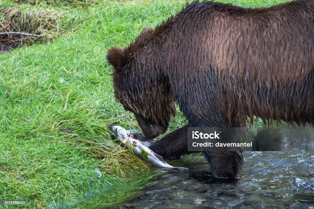 Grizzly Bear Eating Salmon on Riverbank Grizzly bear fishing in the river catching spawning salmon in Hyder, Alaska. Black Bear Stock Photo