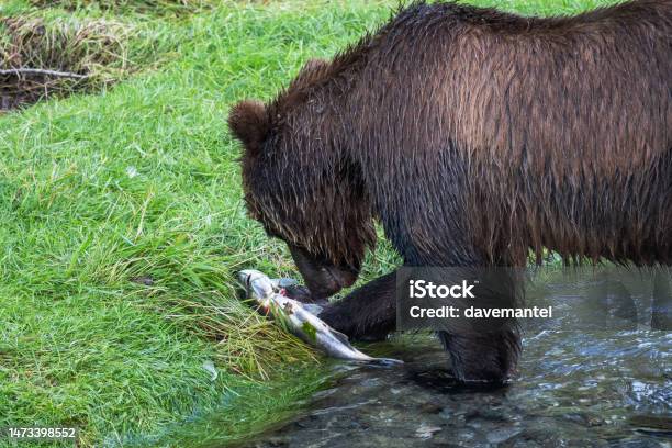 Grizzly Bear Eating Salmon On Riverbank Stock Photo - Download Image Now - Black Bear, American Black Bear, Animal