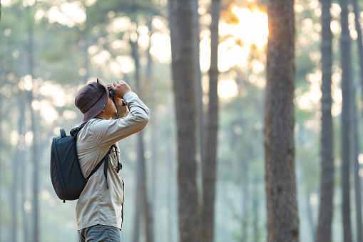 El observador de aves está mirando a través de binoculares mientras explora en el bosque de pinos para inspeccionar y descubrir la rara diversidad biológica y el concepto de estudio ecologista en el campo. photo