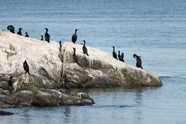 istock Cormorants on the Shoreline 1473399317