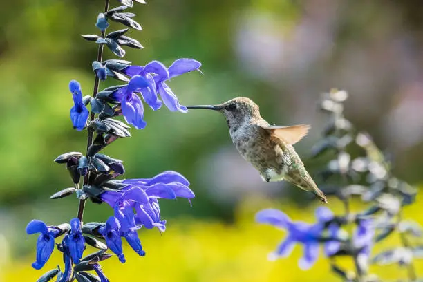 Photo of Hummingbird Pollination