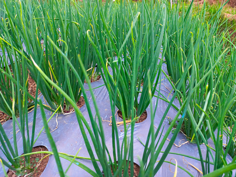 A thriving onion plantation in the vegetable garden is taken close up, covered with perforated plastic to prevent weeds from taking over the natural background.