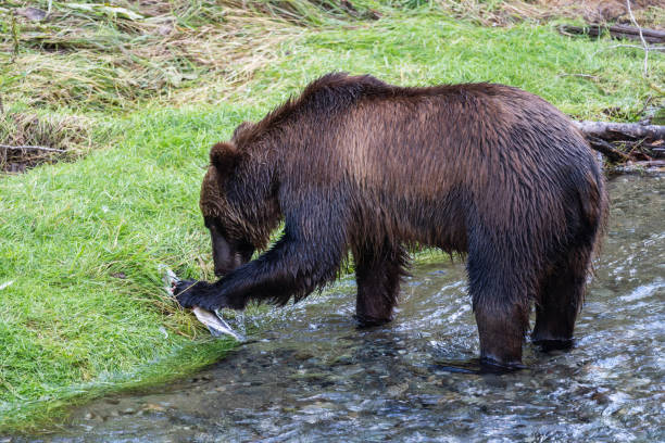 istock Grizzly Bear Eating Salmon on Riverbank 1473400184