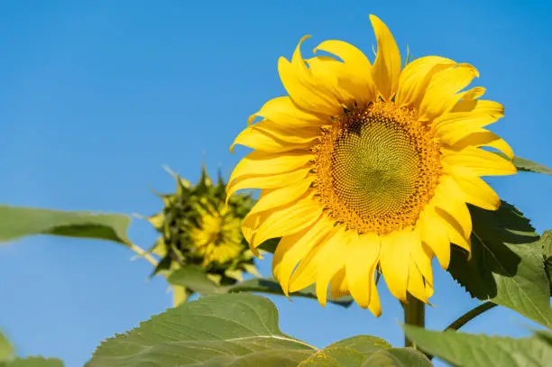 Photo of Sunflower growing in the nature. Sunflowers are the very embodiment of summer.