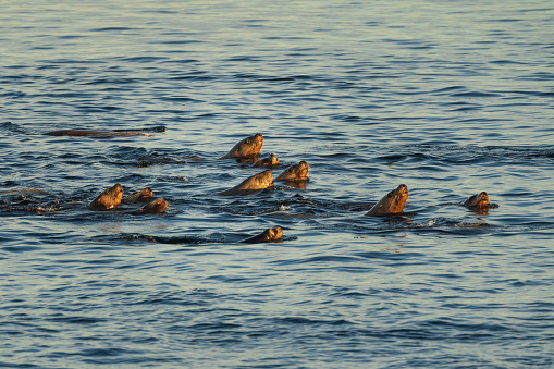 Sea Lions swimming in the Pacific Ocean.