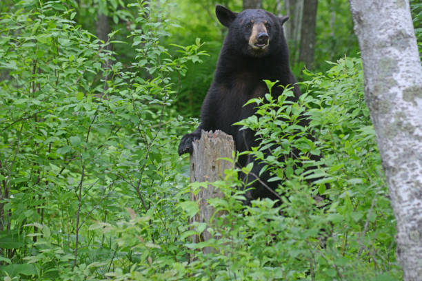 Black Bear stands amid greenery balancing on a stump.
