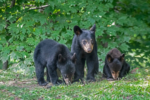 istock Three little Black Bear Cubs finding food together. 1473400993
