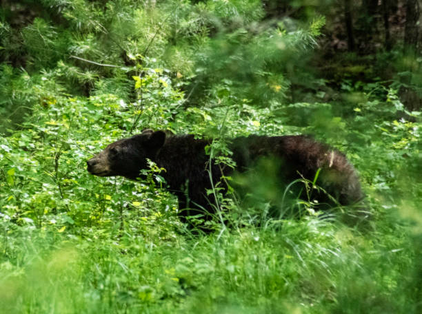 istock Large Black Bear walks through green grass in Cades Cove. 1473401129