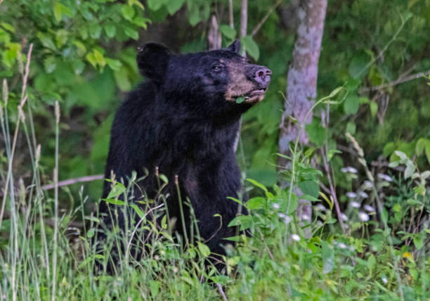 istock Black Bear standing, sniffing, in a forest of greenery. 1473401189