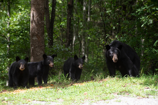 Black Bear, three cubs