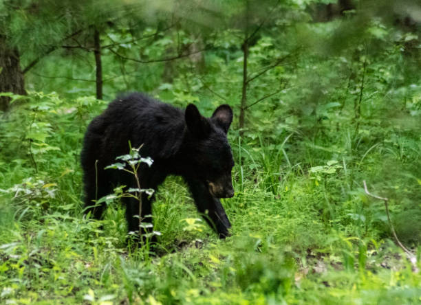 istock Young Black Bear walks through new growth greenery. 1473401288