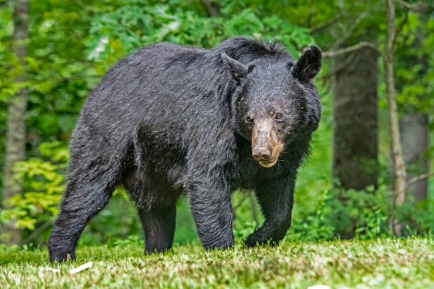 istock Large Black Bear walking in green grass. 1473402213