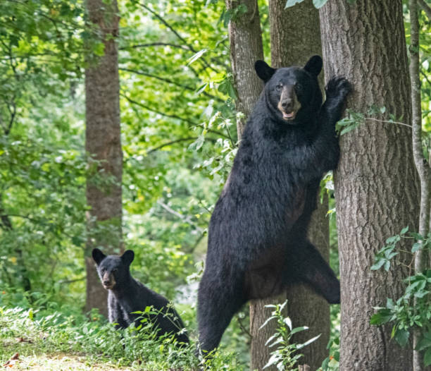istock Mother Black Bear climbs on a tree while baby watches. 1473402321
