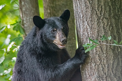 Black Bear leans on a tree.