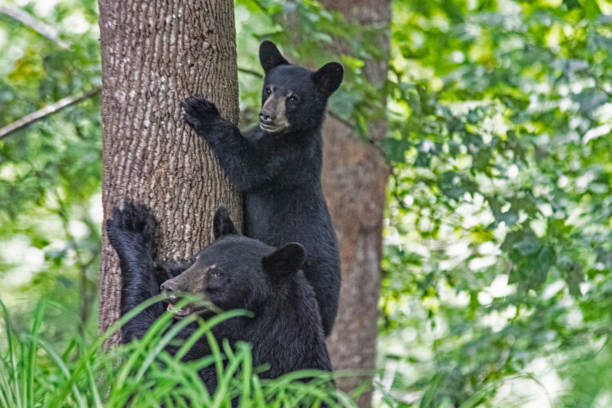 istock Mother Black Bear and baby climbing a tree. 1473403192