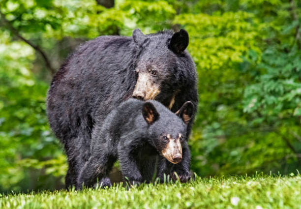 istock Mother Black Bear nudging her little baby alone. 1473403244