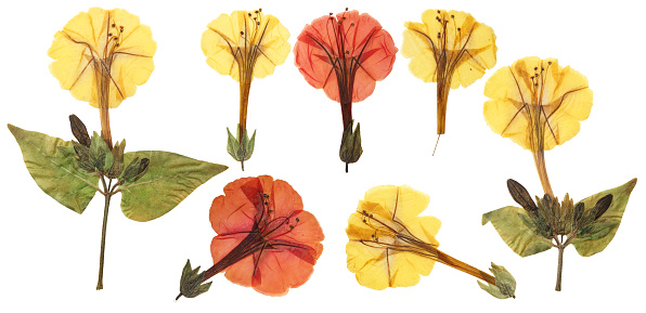 Pressed and dried delicate orange flowers mirabilis jalapa. Isolated on white background. For use in scrapbooking, pressed floristry or herbarium.