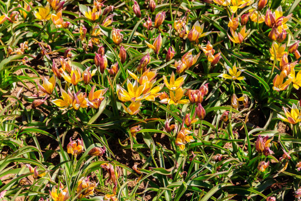 kwitnące późno żółte tulipany (tulipa tarda, tulipa dasystemon) na kwietniku w ogrodzie - 2589 zdjęcia i obrazy z banku zdjęć