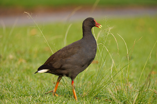 A Dusky Moorhen walking along grass. Gallinula tenebrosa.