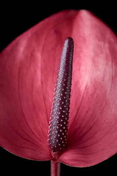 Photo of close-up of vibrant showy anthurium flower