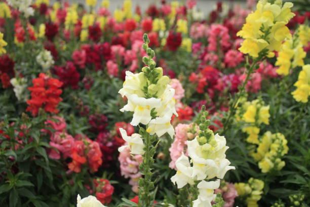 istock colorful Snap dragon (Antirrhinum majus) blooming in garden background with selectived focus 1473409377