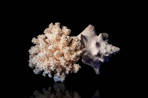 istock Corals for aquarium decoration and interior design. 1473410324