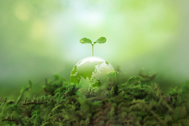 新しい芽が透明な地球に生えています。環境保護と持続可能な社会のイメージ