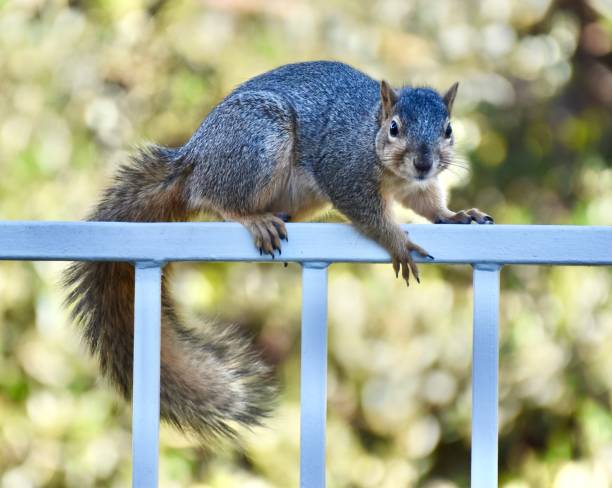 Cute furry gray squirrel on white fence Mischievous Cute fluffy tail California ground Squirrel on white fence california ground squirrel otospermophilus beecheyi stock pictures, royalty-free photos & images