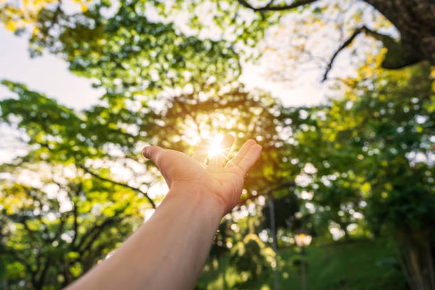 朝、木々の上の日の出に手を伸ばす若い男の手 - gods rays ストックフォトと画像