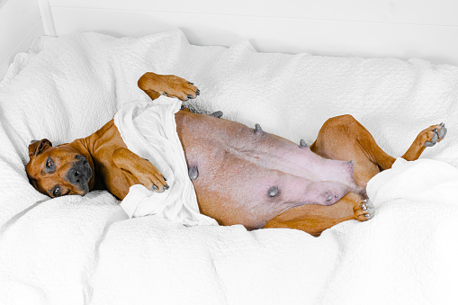 cute sleeping Very Pregnant rhodesian ridgeback dog with blanket in white towel lying on a bed with pillows