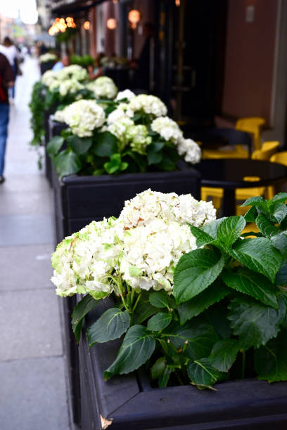 istock White flowers of blooming snowball tree 1473425183