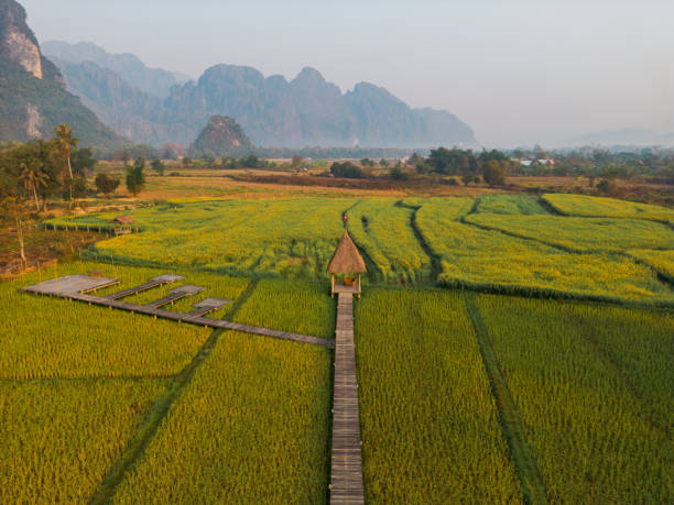 Scenic aerial view of green rice paddy