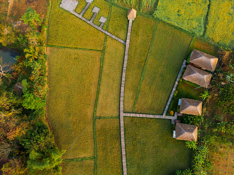 Scenic aerial view of green rice paddy