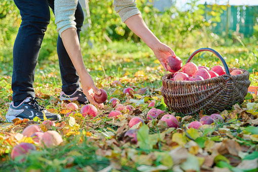 Woman's hands picking ripe red organic apples in basket in autumn garden. Agriculture, farming, gardening, natural eco food, healthy eating concept