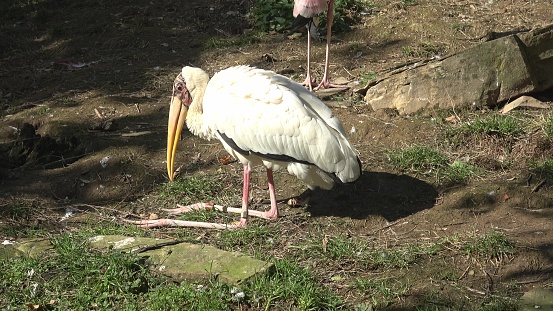 The milky stork (Mycteria Cinerea) resting. Bird park.